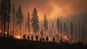 Alarmierende Waldbrände in Kanada: Menschliches Versagen, nicht Klimawandel