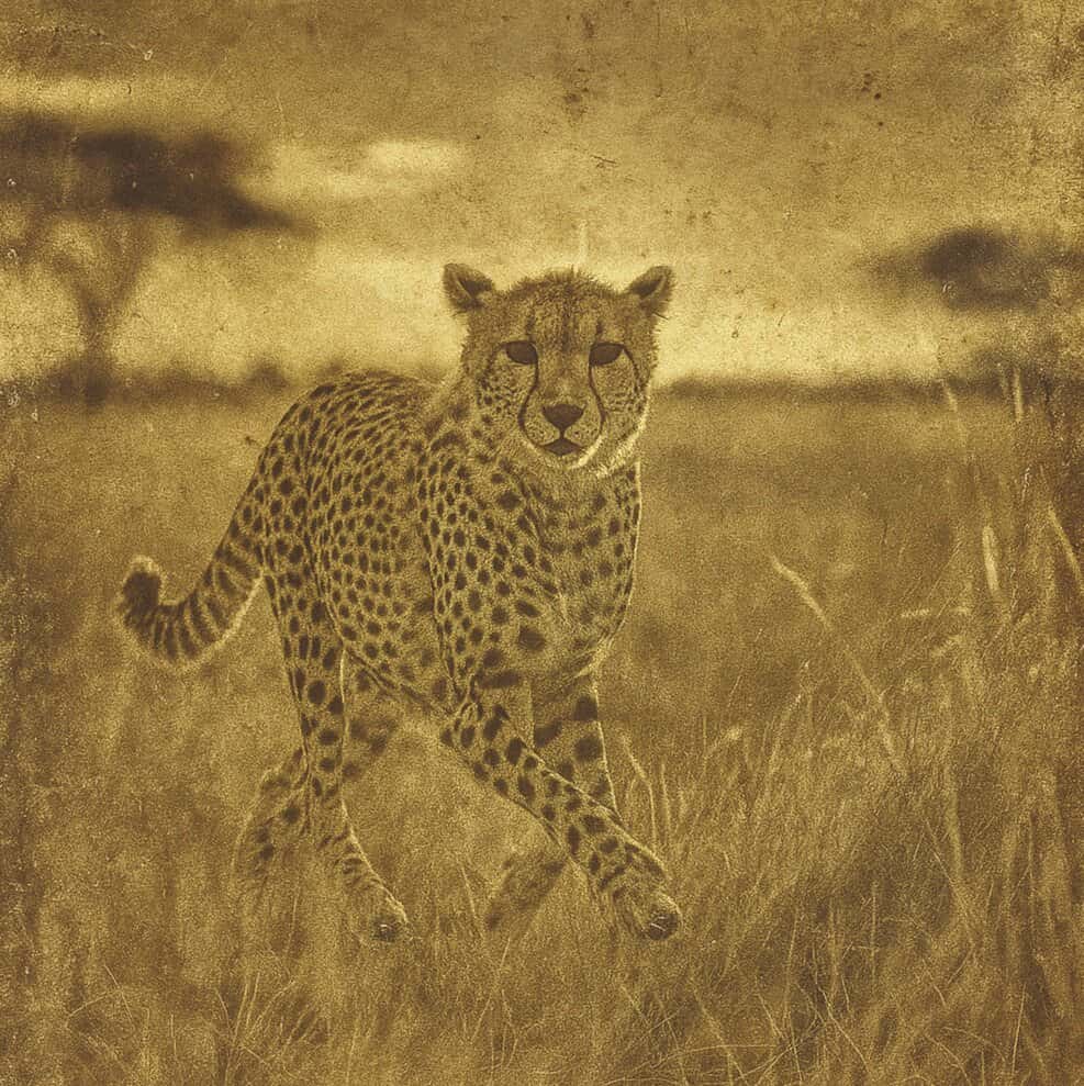 african range savanna