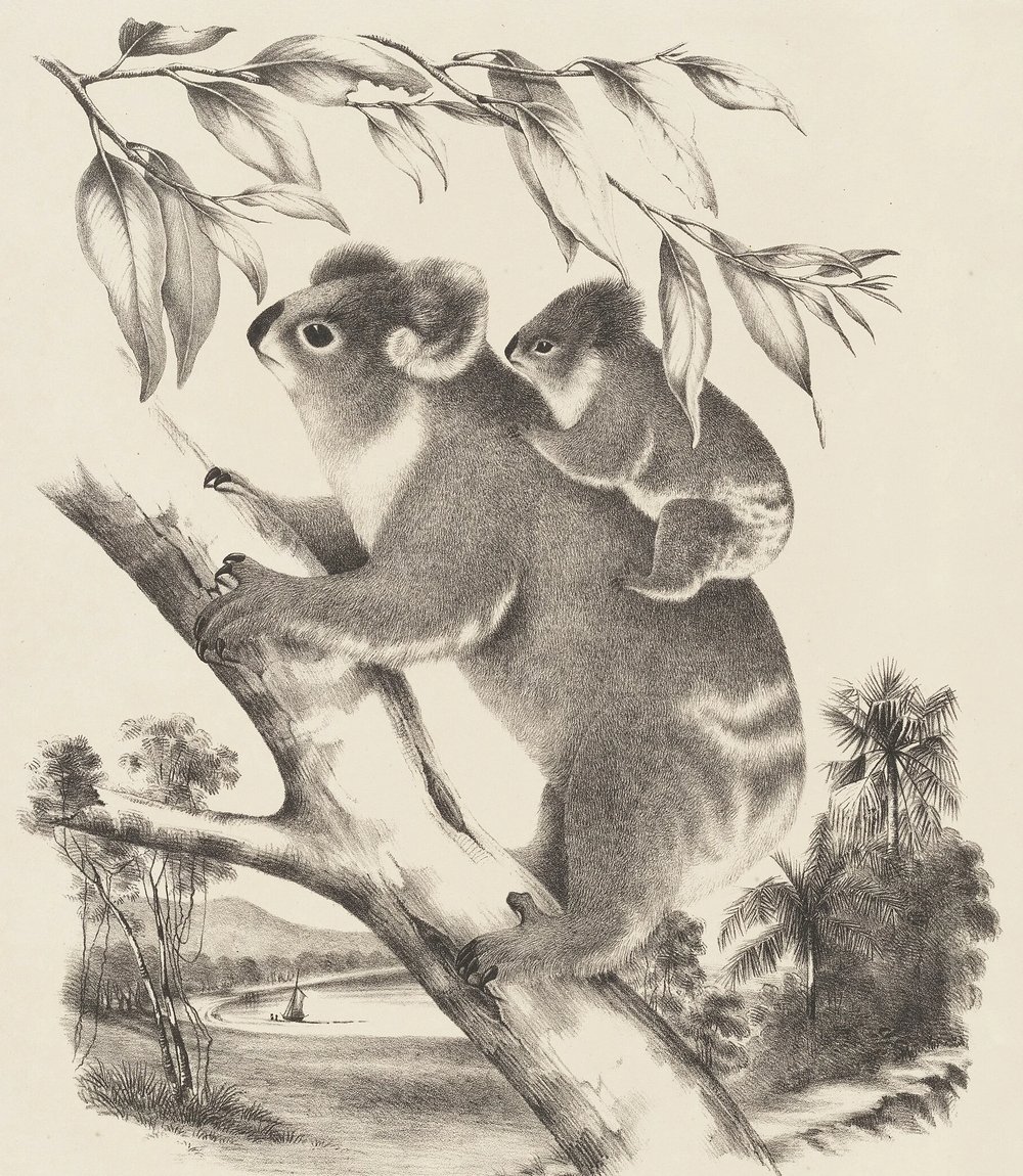 Lithograph from 1869: a koala on a branch with its joey on its back, eucalyptus sprigs above