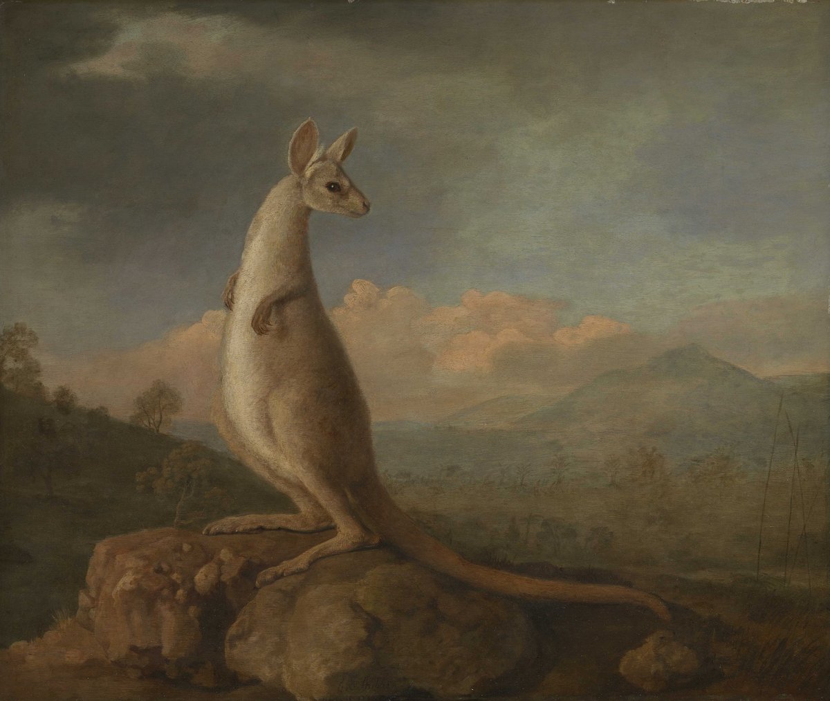 Painting by George Stubbs, 1772: a kangaroo on a rock in front of a wide landscape, its head turned back