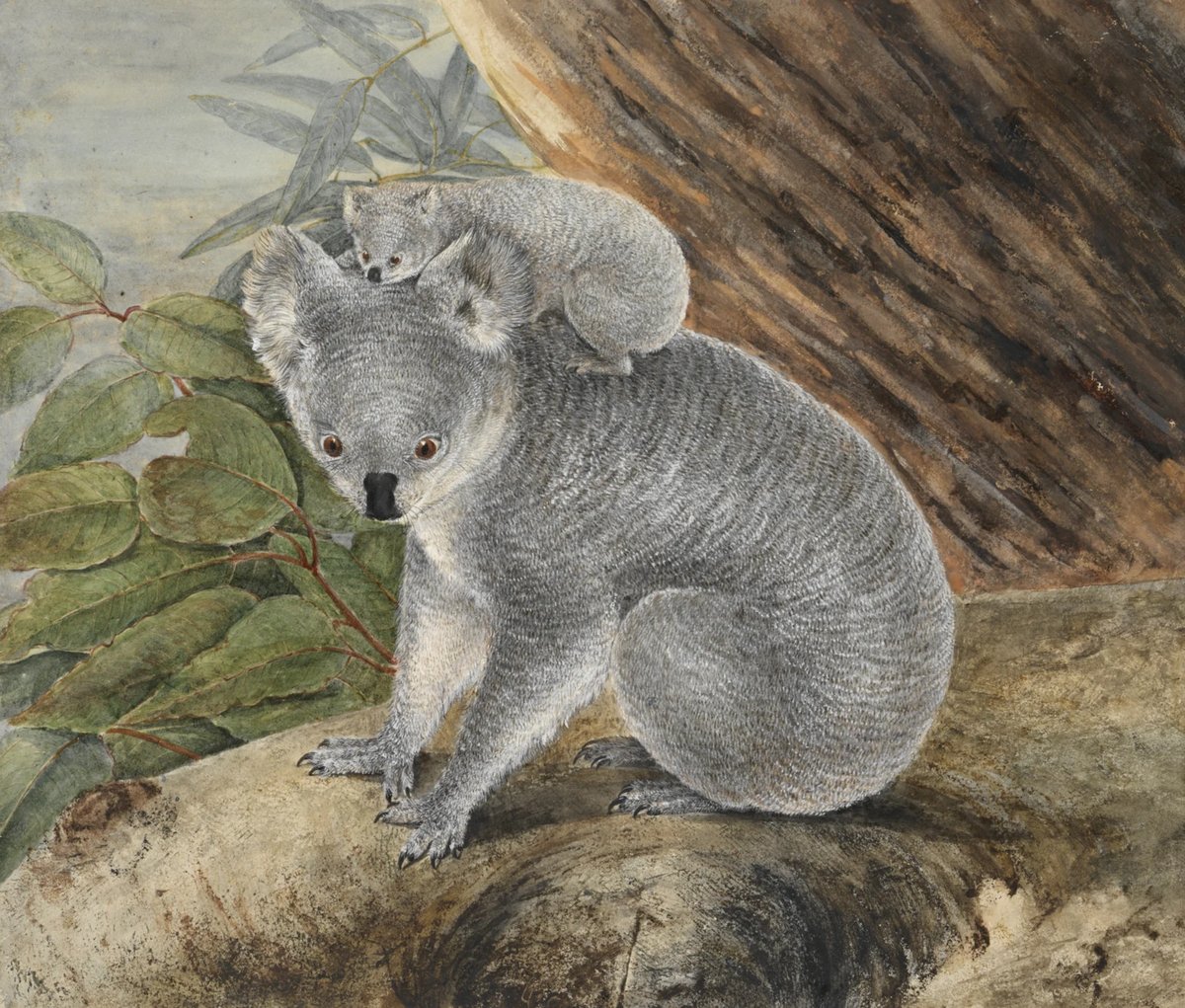 Picture from 1803: a koala mother on a tree trunk with her joey on her back