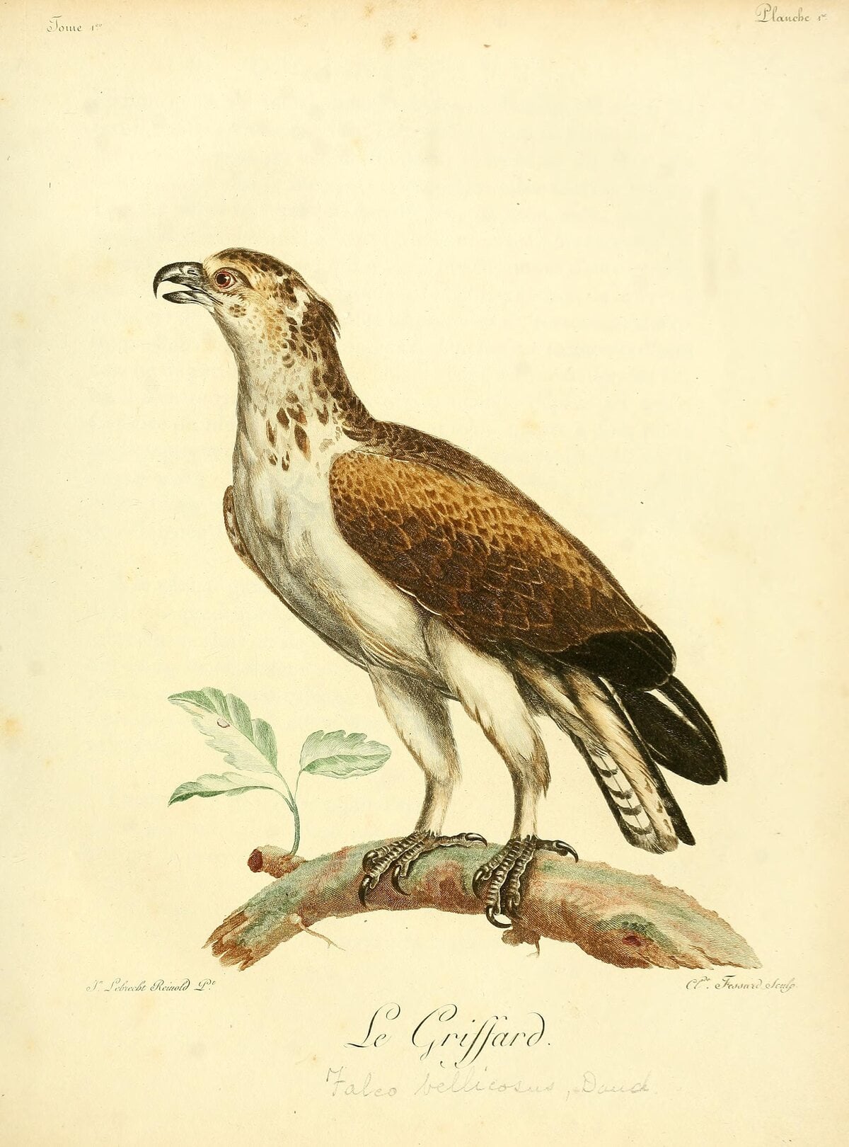 Kupferstich aus Levaillants Band 1: ein großer Adler mit hellem, braun geflecktem Kopf, weißer Unterseite und braunem Rücken, auf einem Ast stehend