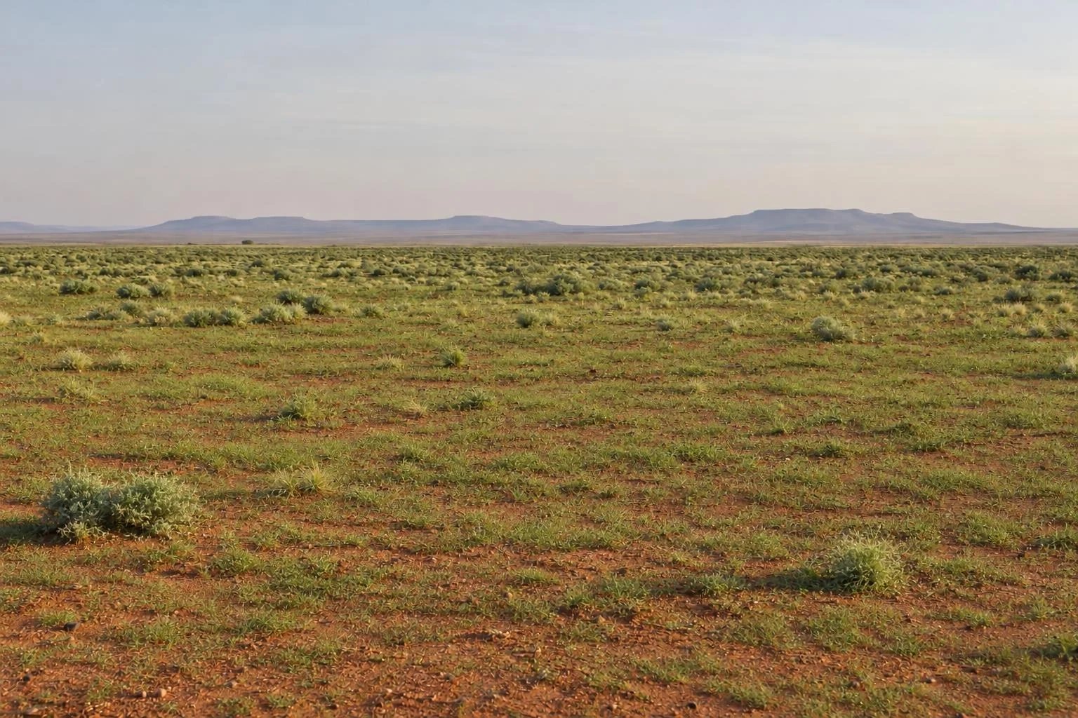 Eine weite, flache Ebene aus roter Erde mit niedrigen Büschen, am Horizont flache Hügel, grün nach Regen