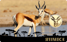 Gold African Springbok Münze