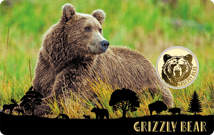 Gold Grizzly Bär Münze