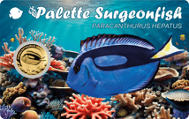 Gold Doktorfisch Münze