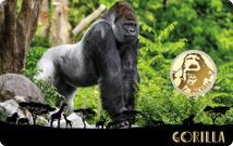 Gold Gorilla Münze
