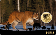 Gold Puma Münze (Auflage: 50.000)