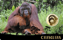 Gold Orang-Utans Münze (Auflage: 50.000)