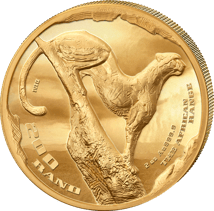 2 Unze Gold African Range Cheetah 2026 (Auflage: 200 | High Relief | Polierte Platte)
