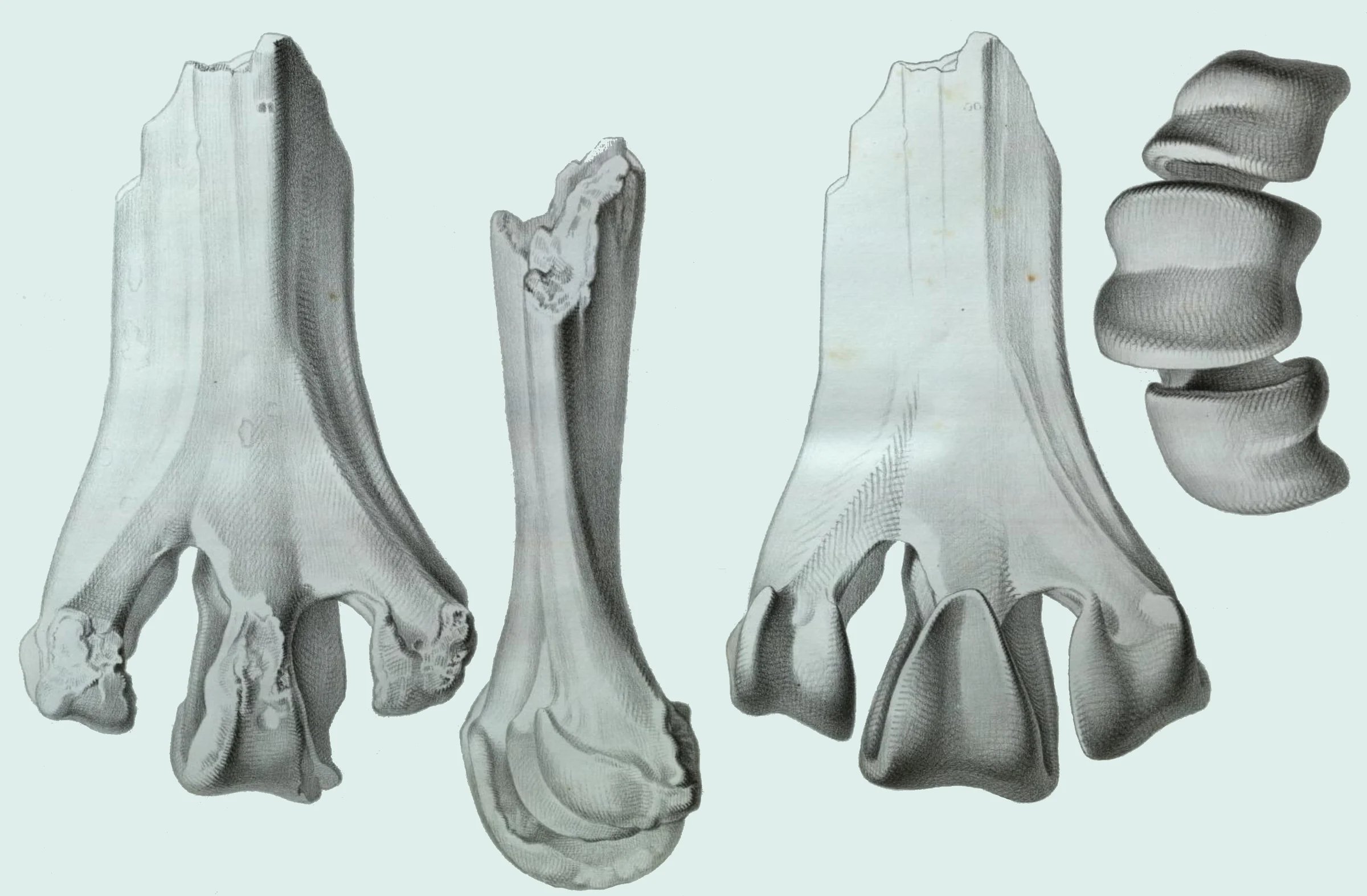 A large bone that splits into three ends at the bottom, in three views; beside it three rounded parts stacked on top of one another, drawn on a light ground.