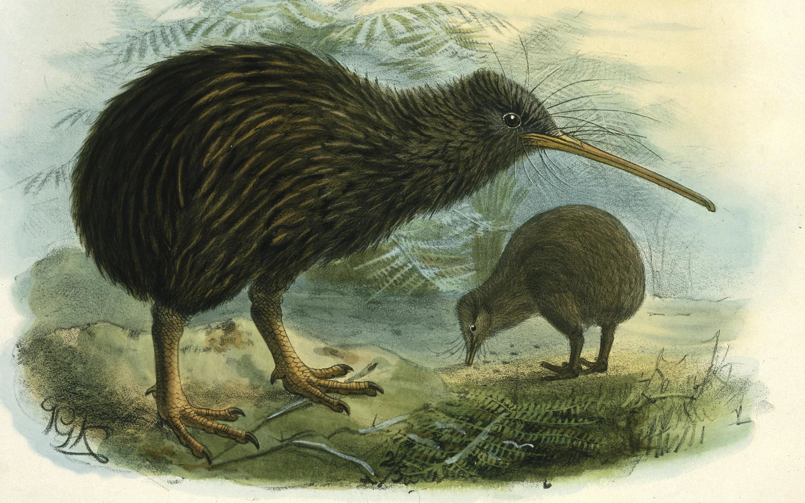 Two kiwi on the forest floor in front of ferns: at the front one seen from the side with a long bill, behind it a second one lowering its bill into the ground.