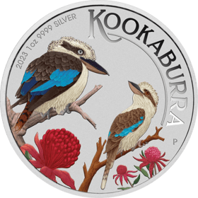 Kookaburra, En color, imagen
