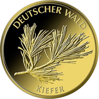 20‑Euro‑Goldmünze Kiefer 2013, Bildseite