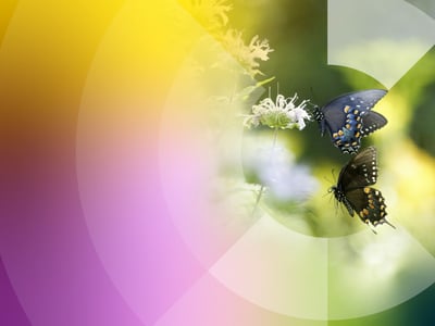 Biodiversitäts-Projekt