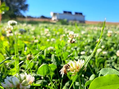 Bild 6 von Land-Ei