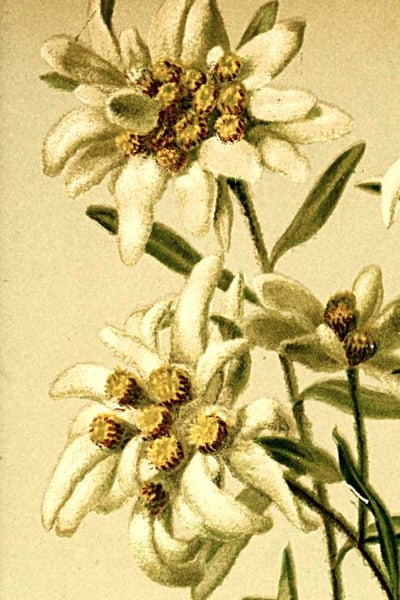 Plate: edelweiss with white, woolly flower stars on upright stems