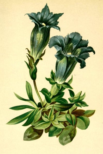 Plate: gentian with two large blue bell‑shaped flowers above a rosette of leaves