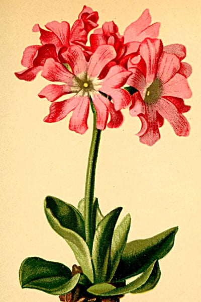 Plate: primrose with rose‑pink flowers on a tall stem above smooth leaves