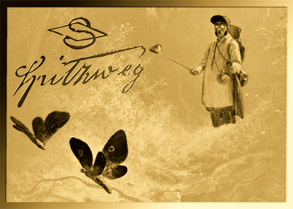 Butterflies