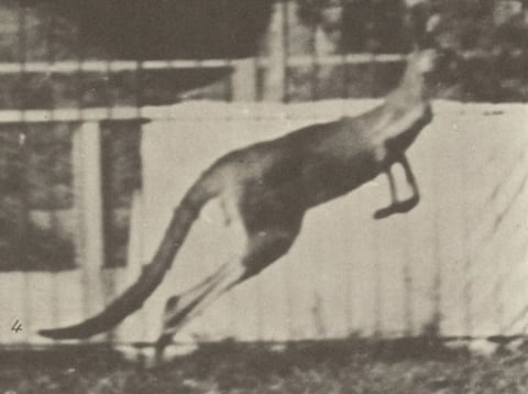 Tafel 752, Bild 4: ein Känguru im Sprung, von der Seite