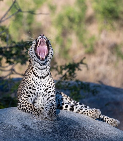 Leopard in der Savanne