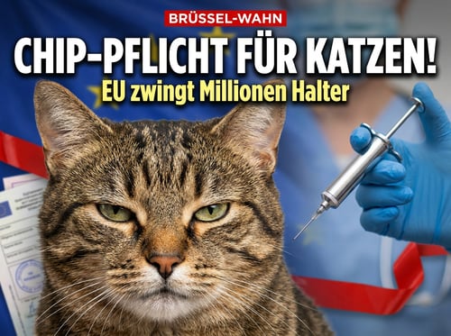 Brüsseler Bürokratie-Wahn: Jetzt soll auch noch jede Hauskatze gechippt werden