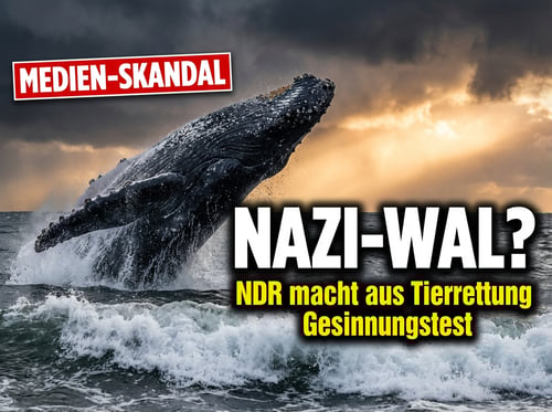 Der "Nazi-Wal" von der Ostsee: Wie der NDR aus einer Tierrettung einen Gesinnungstest macht