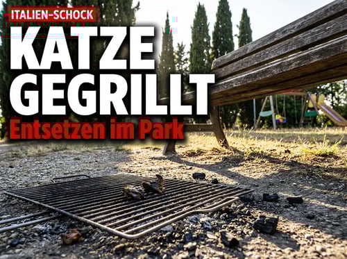 Katze im Park gegrillt: Nigerianischer Migrant sorgt für Entsetzen in Italien
