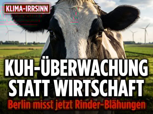 Kuh-Überwachung statt Wirtschaftspolitik: Berlin will jetzt Rinder-Blähungen messen