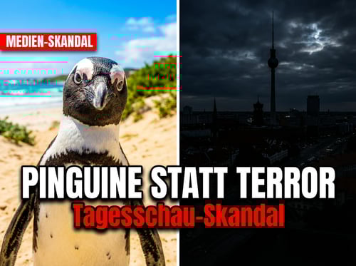 Öffentlich-rechtliche Prioritäten: Tagesschau widmet Pinguinen mehr Sendezeit als Berliner Terroranschlag