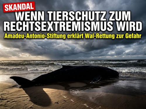Wenn ein gestrandeter Wal zum „rechtsextremen Kulturkampf" mutiert: Die absurde Welt der Amadeu-Antonio-Stiftung