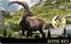 Gold Alpensteinbock Münze (Auflage: 50.000)