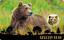 Gold Grizzly Bär Münze
