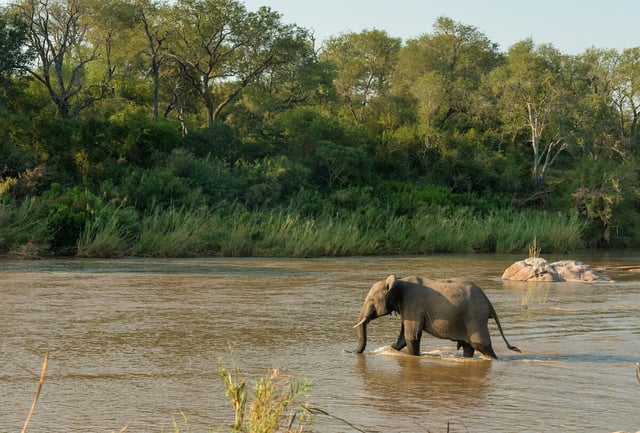 Elefant quert den Sabie River