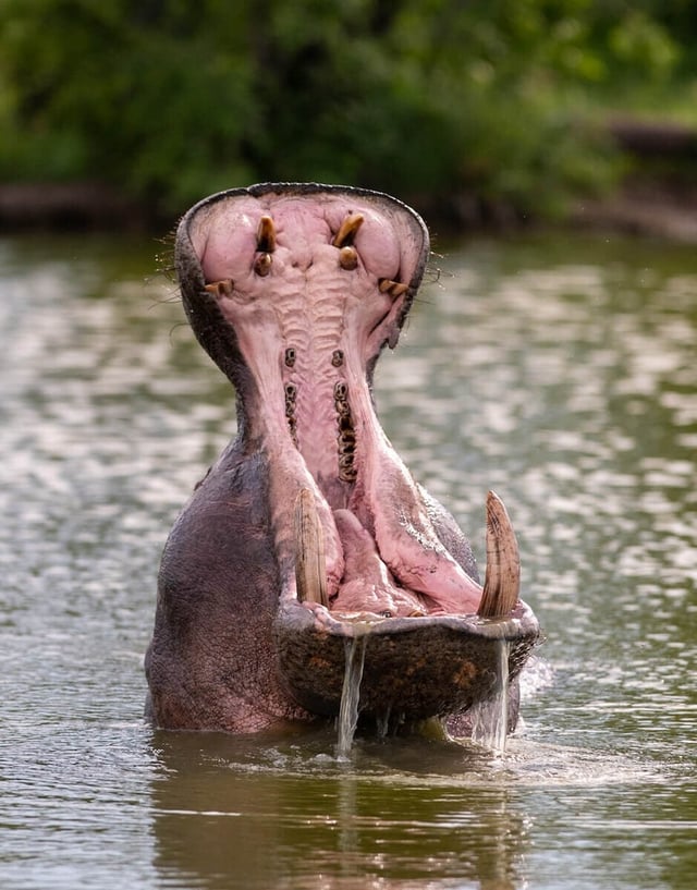 Flusspferd im Sabie River