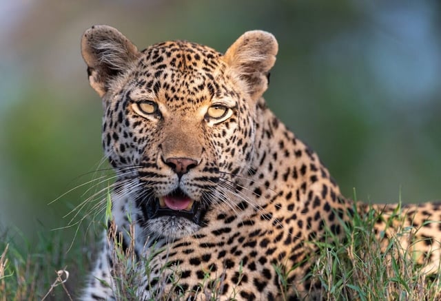 Leopard im Kruger-Nationalpark