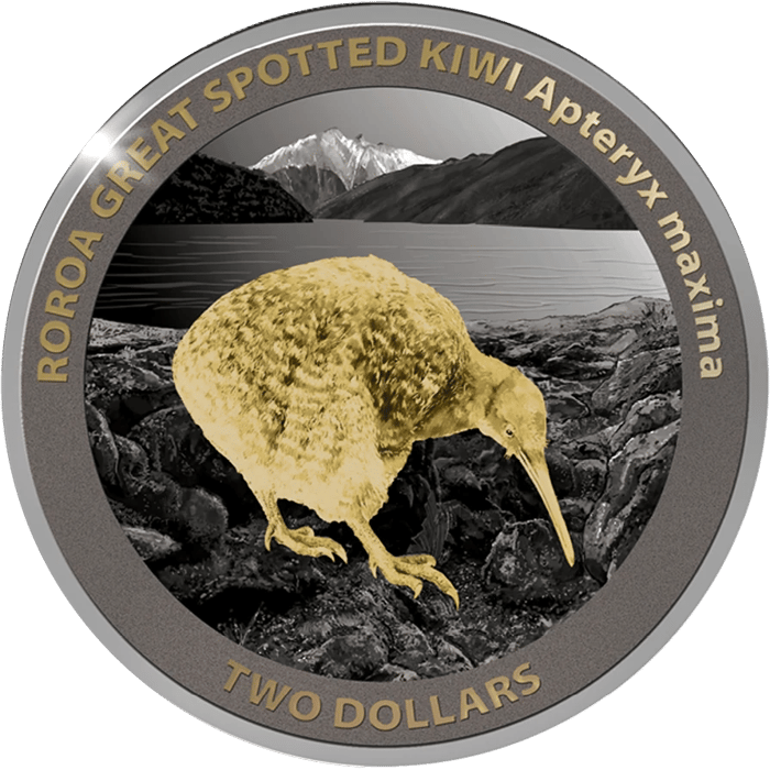 Silver coin: a golden kiwi of the species roroa on dark rocks at the shore of a lake, with mountains behind it