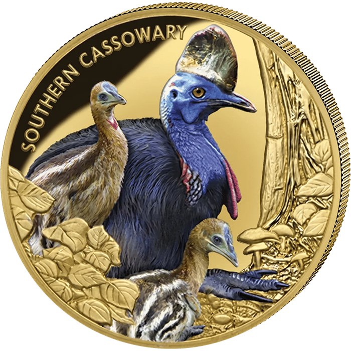 Cassowary coin in gold, picture side: a southern cassowary in colour with its casque, blue neck and red wattles, with a young bird and a striped chick
