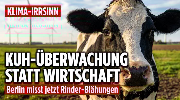 Kuh-Überwachung statt Wirtschaftspolitik: Berlin will jetzt Rinder-Blähungen messen
