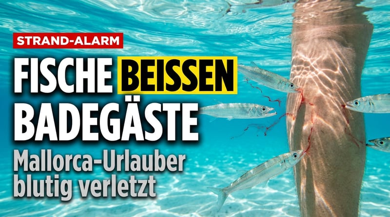 Blutige Bisse am Traumstrand: Wenn Mallorcas Fische plötzlich zubeißen
