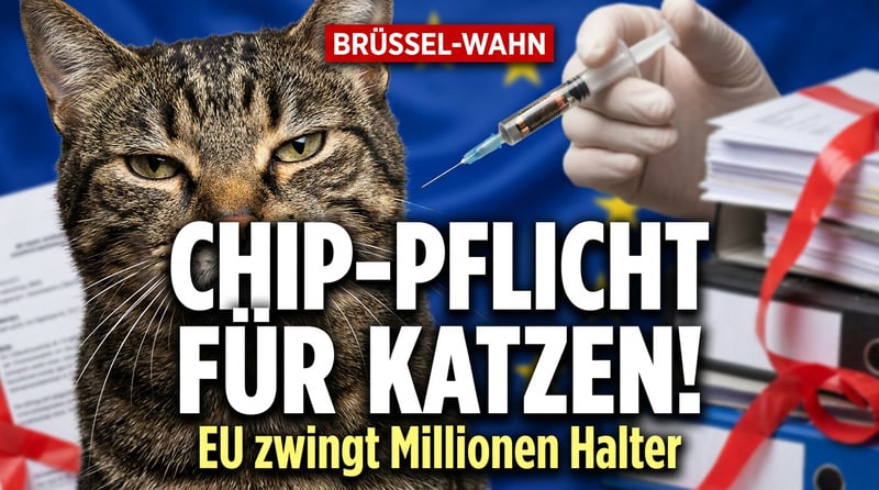 Brüsseler Bürokratie-Wahn: Jetzt soll auch noch jede Hauskatze gechippt werden