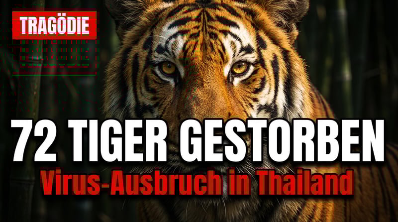Massensterben in Thailand: 72 Tiger fallen tödlichem Virus zum Opfer – und die Fragen bleiben