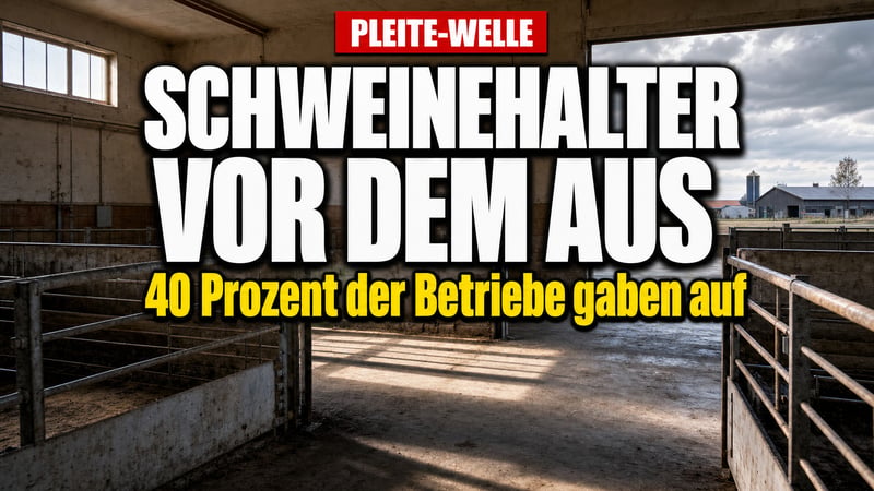 Schnitzel-Alarm: Deutschlands Schweinehaltung steht vor dem Kollaps