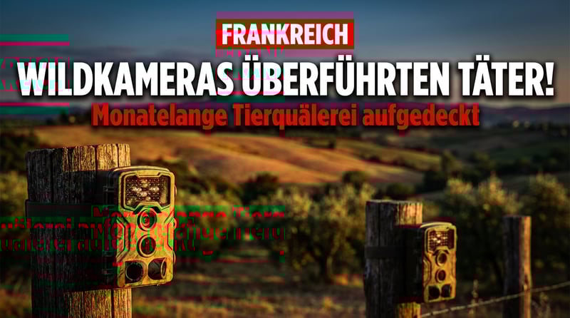 Südfrankreich: Afghane wegen systematischer Tierquälerei verhaftet – Wildkameras überführten den Täter