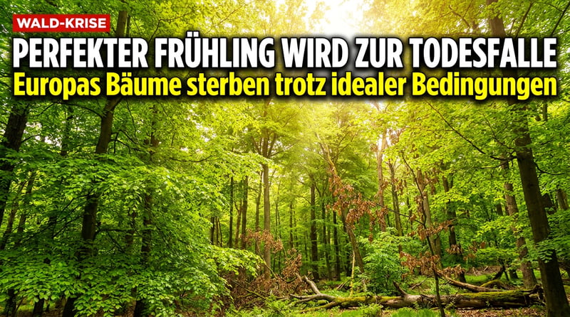 Waldsterben nach Wunschkalender: Wenn selbst der perfekte Frühling zur tödlichen Falle wird