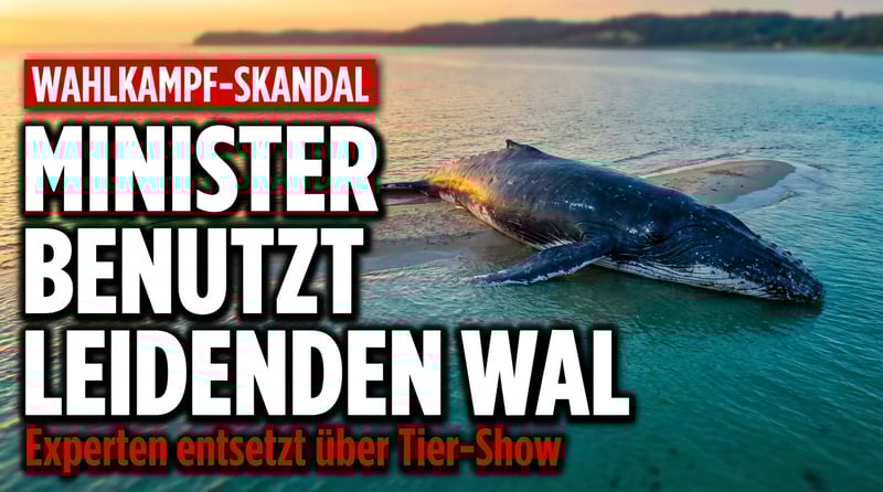 Walfang der besonderen Art: Wie ein SPD-Minister ein leidendes Tier zur Wahlkampfbühne macht