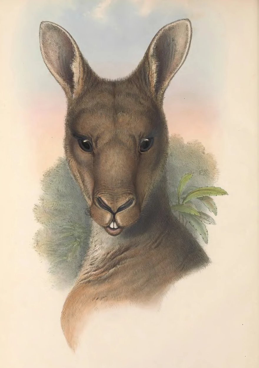 John Gould, Tafel „Macropus major“: Kopf eines Östlichen Grauen Riesenkängurus