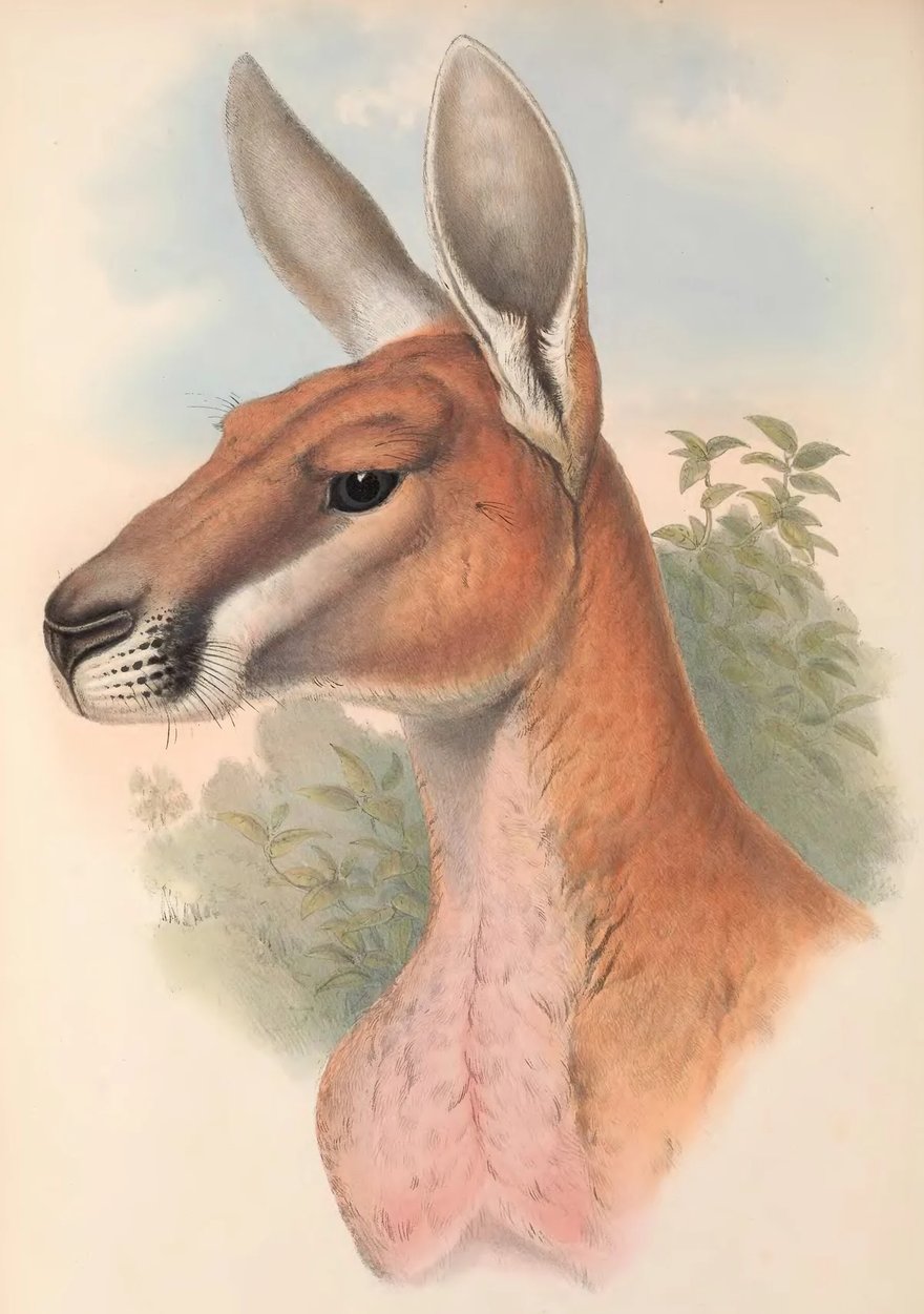 John Gould, Tafel „Osphranter rufus“: Kopf eines Roten Riesenkängurus