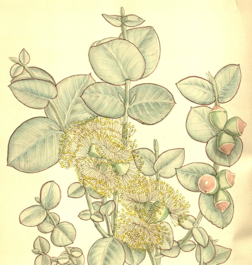 Botanical plate: a eucalyptus sprig with round leaves, flowers and buds
